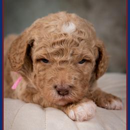 Capri - Red female Cockapoo puppy in Connersville, Indiana from Deaz Doodle Ranch
