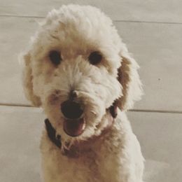 Aussiedoodles from Sully Doodles