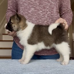 Girl 5 - Red female Akita puppy in Coopersburg, Pennsylvania from Main Street Akitas