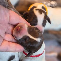 Red Male - Liver and white male German Shorthaired Pointer puppy in Kenai, Alaska from LakeHaus Kennels