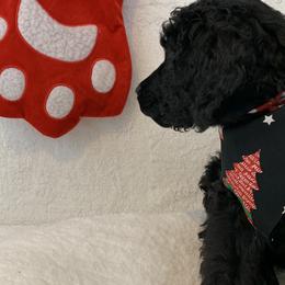 Poodles from Boodle's Standard Poodles