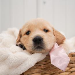 Golden Retriever, Miniature American Shepherd, and Siberian Husky Puppies from HuskiesAndGoldensWithFinesse