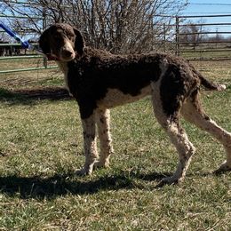 Cavapoo and Poodle All Grown Up from Jessi Anderson