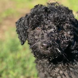 Mr. Midnight - Black male Goldendoodle puppy in Bentonville, Arkansas from Bentonville Doodles
