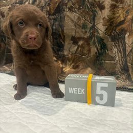Gold Dot - Brown female Chesapeake Bay Retriever puppy in Wisconsin Dells, Wisconsin from Kilbourn Chesapeakes