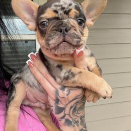 Versace - Tricolors male French Bulldog puppy in Porter, Texas from Red Label Frenchies