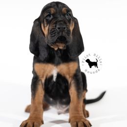 Blue Boy - Black and tan Bloodhound puppy in Wamego, Kansas from Flint Hills Hounds