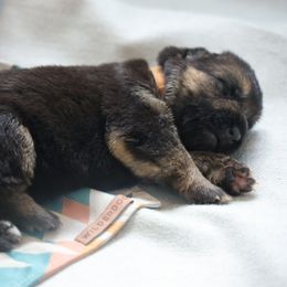 German Shepherd Puppies from Milestone GSDs