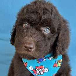 Boy 3 - Brown Bernedoodle puppy in Macon County, North Carolina from Mountain Doodles