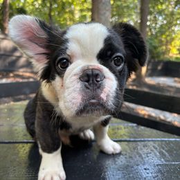 Cinco - Brindle and white male French Bulldog puppy in Woodstock, Georgia from Roman Dynasty Kennels