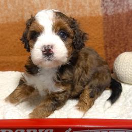 Topaz - Tri-color female Bernedoodle puppy in Bradenton, Florida from Peanut Butter Doodles