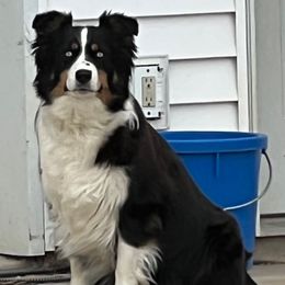 Kila - Australian Shepherd