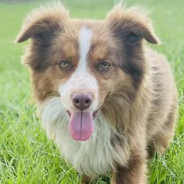 Aussiedoodles, Miniature Australian Shepherds, and Toy Australian Shepherds from River Hill Ranch