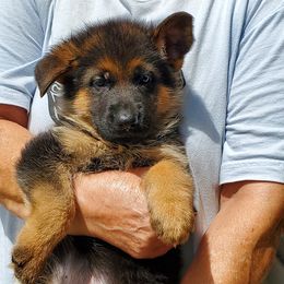 German Shepherds from Presley German Shepherds