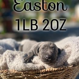 Easton - Charcoal male Dilute Retriever puppy in Puyallup, Washington from 12 Door Farm Labradors