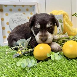 Flint - Liver male Miniature Schnauzer puppy in Huntington, Utah from Schnauzers on Robinson Lane