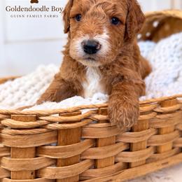 Tank - male Goldendoodle puppy in Grove, Oklahoma from Guinn Family Farms