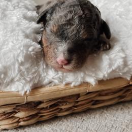 Bernedoodle puppies from Mercy Doodles