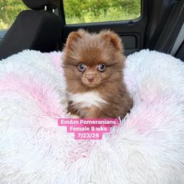 Choc female 3200 no breeding rights - Chocolate female Pomeranian puppy in Kentucky from Em&M Pomeranians