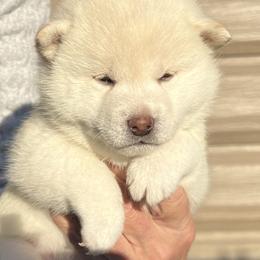 Cream pretty girl - Cream female Shiba Inu puppy in Nampa, Idaho from Hillsdale Shiba Inu