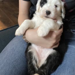 Sheepadoodle Puppies from Bns Sheepadoodles