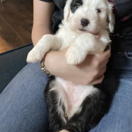 Sheepadoodle Puppies from Bns Sheepadoodles