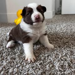 Icelandic Sheepdog Puppies from Tobiasson icie