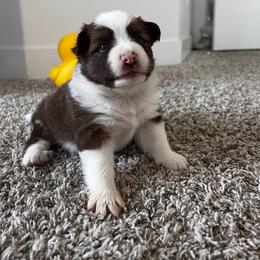 Icelandic Sheepdog Puppies from Tobiasson icie