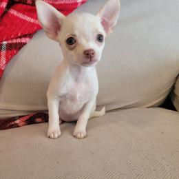 Girl 2 - Cream female Chihuahua puppy in Warsaw, Virginia from B&D Chihuahuas