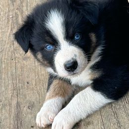 Boy 4 - Pink - Australian Shepherd puppy from MP Aussies