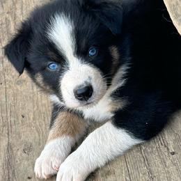 Boy 4 - Pink - Australian Shepherd puppy from MP Aussies