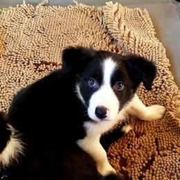 Tan collar - Black and white Border Collie puppy in Williston, Florida from M Bar M Border Collies