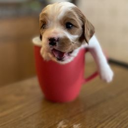 Cavalier King Charles Spaniel Puppies from Colorful Cavaliers