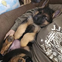 German Shepherd Puppies from Ewig Krieger Kennels