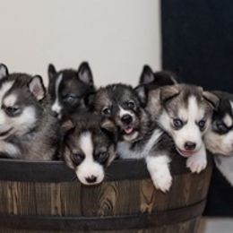 Siberian Huskies from Christina Karcher's Siberian Huskies