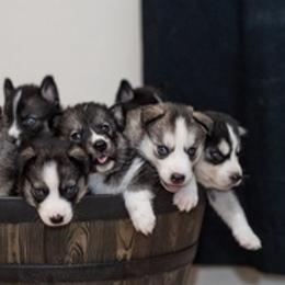 Siberian Huskies from Christina Karcher's Siberian Huskies