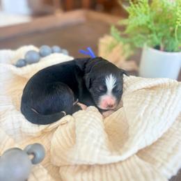 Thaddeus - Tri-color male Bernedoodle puppy in Buda, Illinois from Hamilton Farm Doodles