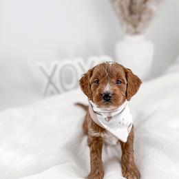 Dribble - Red  male Goldendoodle puppy in Jamestown, Kentucky from Milk & Honey Doodles