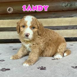 Sandy - Yellow and white female Bernedoodle puppy in Banner Elk, North Carolina from Walnut Tree Bernedoodles