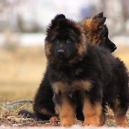 German Shepherd Puppies from VMS Shepherds