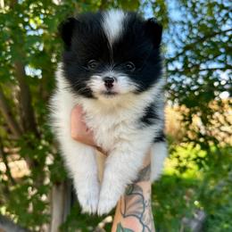 Finn - Black parti male Pomeranian puppy in New Plymouth, Idaho from Pawdawan Poms