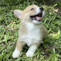 American Corgis and Pembroke Welsh Corgis from Newlands Insane Danes and Corgis