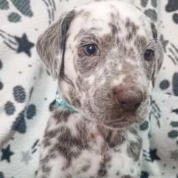 Jewel Finklestein (Teal Collar) LUA - White and liver brown female Dalmatian puppy in Raymondville, Missouri from Wagner's Dalmatian's