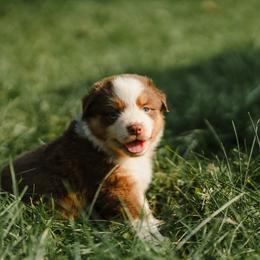 Girl 3 - female Australian Shepherd puppy in Albany, Indiana from Hughes Heritage Aussies