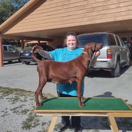 Little Red - Redbone Coonhound