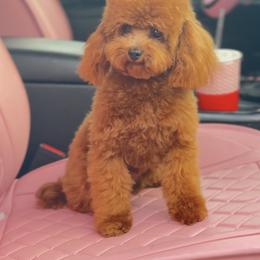 Red - Poodle
