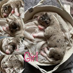 "Reserved 💗" Bordoodle and Poodle Puppies from Bordoodles of Maine