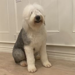 JACKSON - Old English Sheepdog