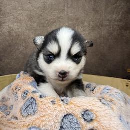 Girl 1 - Black and white female Pomsky puppy in Amarillo, Texas from Pom Pom Pomskies
