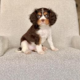 Barley - Chocolate male Cavalier King Charles Spaniel puppy in Sugarcreek, Ohio from Chocolate Cavalier